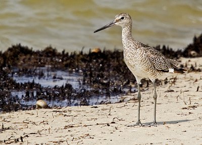 Dowitcher or Sandpiper
