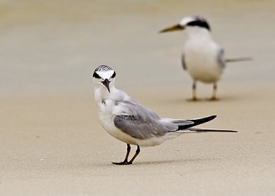 Tern