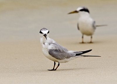 Tern