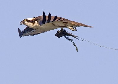 Osprey