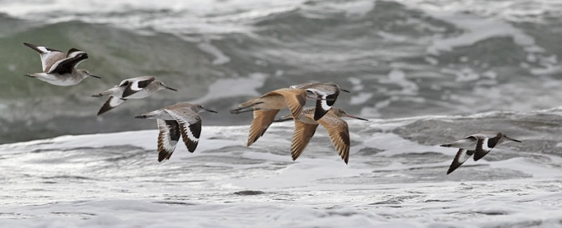Willets & Marbled Godwits