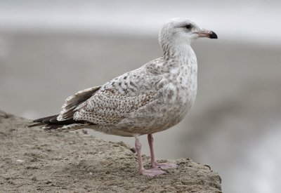 Herring Gull, 1st cycle