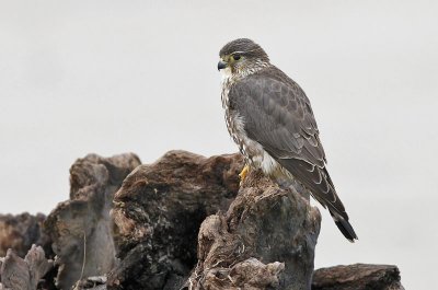 Merlin, presumed female (#3 of 7)