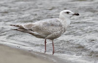 Thayer's Iceland Gull, 2nd cycle (#2 of 2)