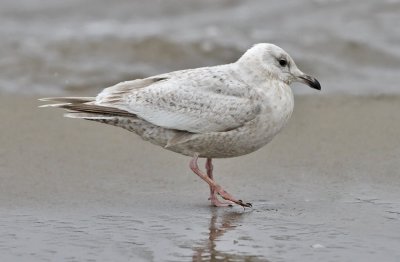 Thayer's Iceland Gull, bleached 1st cycle (1 of 4)