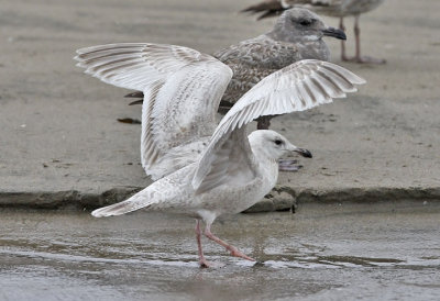 Thayer's Iceland Gull, bleached and worn 1st cy. (3 of 4)