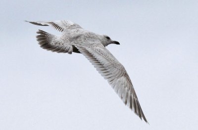 Thayer's Iceland Gull, 1st cy, (4 of 4)