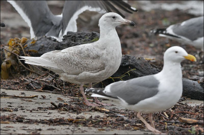 possible Glaucous-winged x Glaucous Gull, 1st cycle 