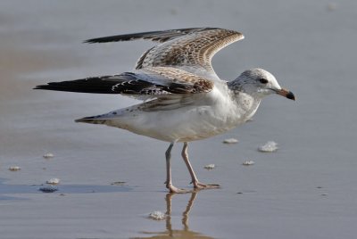 Ring-billed Gull, 1st cycle