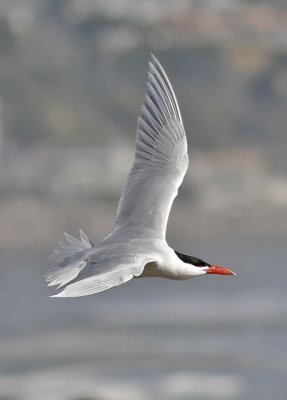 Caspian Tern, aletrnate adult