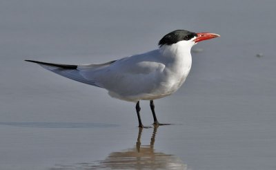 Caspian Tern, alternate adult