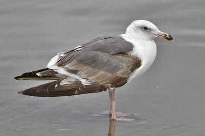 Western Gull, 2nd cycle