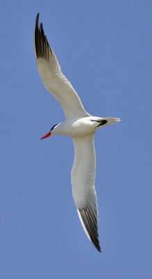 Caspian Tern, alternate adult