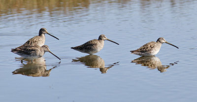 4 probable Long-billed Dowitchers (#1 of 3)