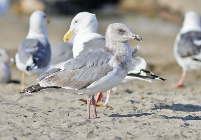 Glaucous-winged x Western Gull, 2nd cycle