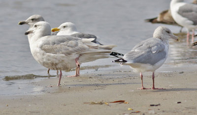 Probable Glaucous-winged x Glaucous Gull, 2nd cycle