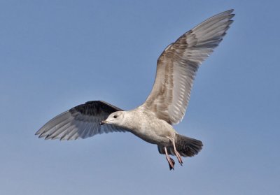 Thayer's Iceland Gull, 1st cycle