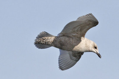 Thayer's Iceland Gull, 1st cycle (2 of 2)