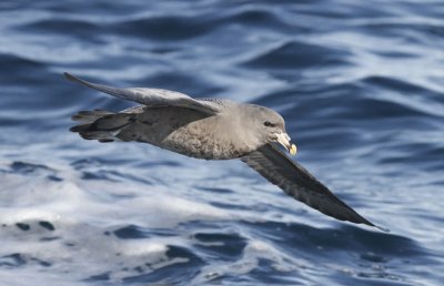 Northern Fulmar