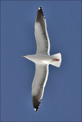 Western Gull, basic adult