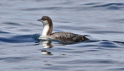 Pacific Loon, basic adult