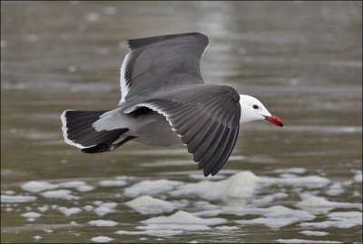 Heermann's Gull, alternate adult