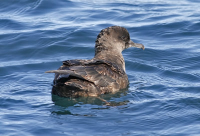 Short-tailed or Sooty Shearwater (#1 of 2)