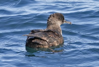 Short-tailed or Sooty Shearwater