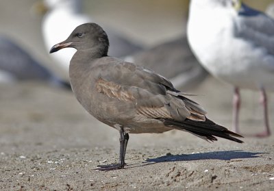 Heermann's Gull, 1st cycle