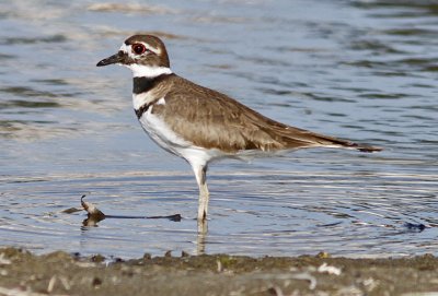 Killdeer