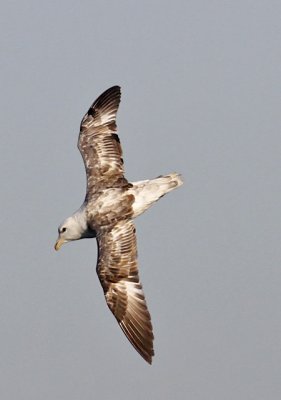 Northern Fulmar