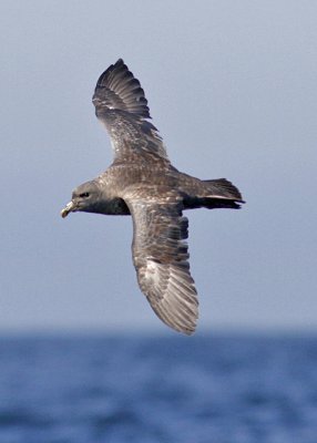 Northern Fulmar