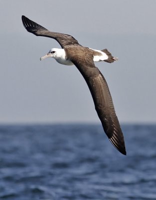 Laysan Albatross