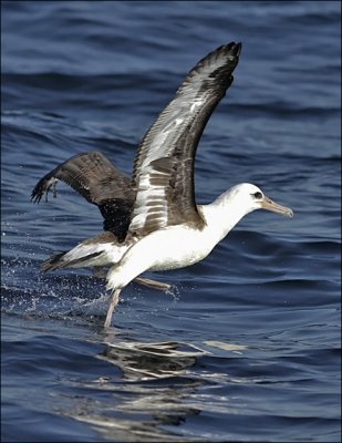 Laysan Albatross