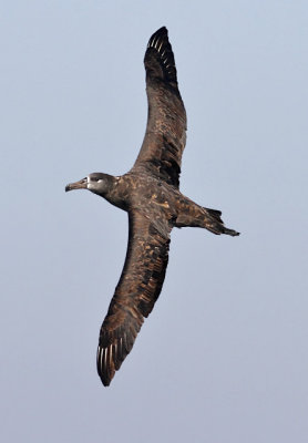 Black-footed Albatross