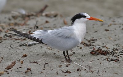 Elegant Tern, prealternate