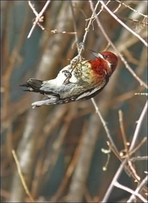 Red-breasted Sapsucker