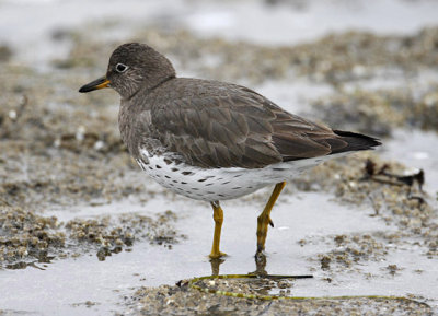 Surfbird, basic