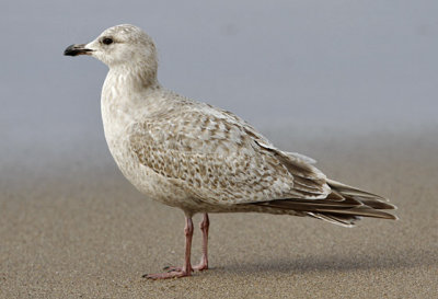 Thayer's Gull, 1st cycle