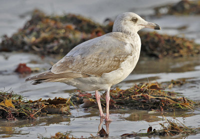 Glaucous-winged x Herring Gull, 2nd cycle 