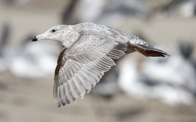 Glaucous-winged x Herring Gull, 1st cycle (2 of 3) 