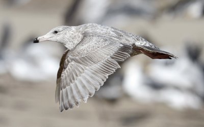 Glaucous-winged x Herring Gull, 1st cycle (2 of 3)