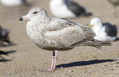 Glaucous-winged x Herring Gull, 1st cycle (1 of 3)