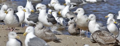 Glaucous gull, 1st cycle (#1 of 3)