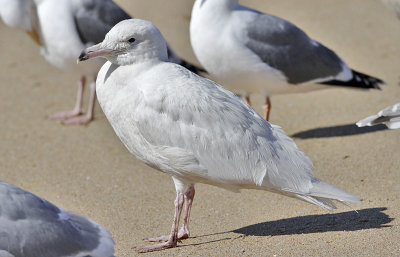 Glaucous Gull, 1st cycle (#2 of 3)