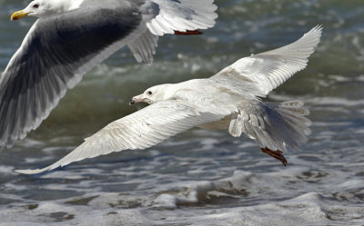 Glaucous Gull, 1st cycle (#3 of 3)