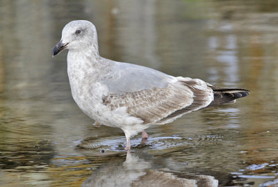 Glaucous-winged x Herring gull, 2nd cycle