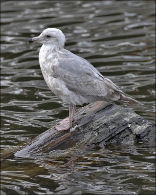 Glaucous-winged x Herring Gull, 2nd cycle