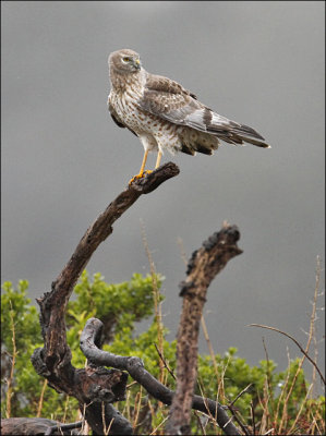 Northern Harrier, 3rd year (#1 of 3)