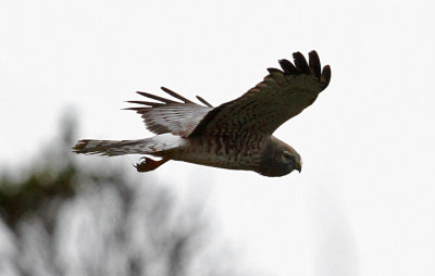 Northern Harrier, 3rd year (#3 of 3)